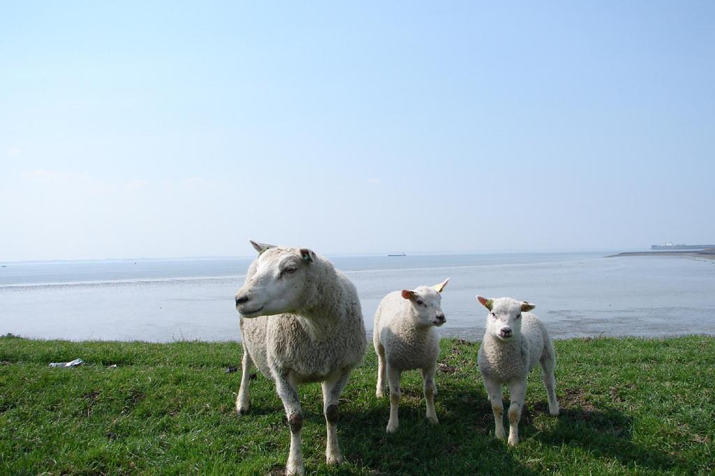 Do'S Chalets Baarland ภายนอก รูปภาพ